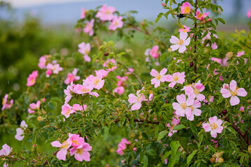 landscape with rose hips on a spring day