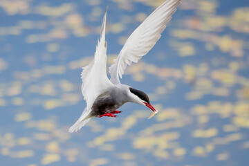 (Sterna hirundo), in flight over a lake near the nest