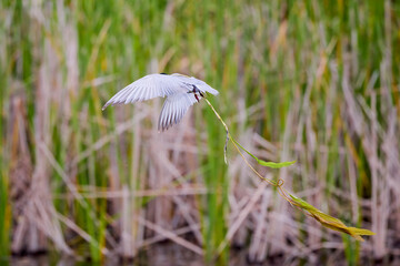 (Sterna hirundo), in flight over a lake near the nest