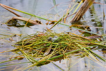a nest with eggs of (Sterna hirundo) on the lake © czamfir
