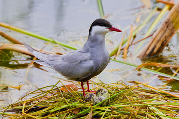 (Sterna hirundo) standing on a nest on a lake during the nesting season.