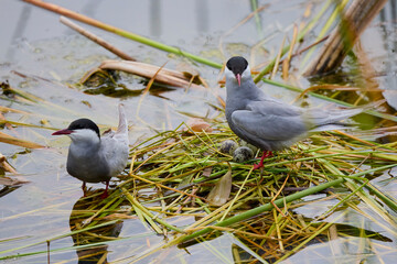 (Sterna hirundo) standing on a nest on a lake during the nesting season.