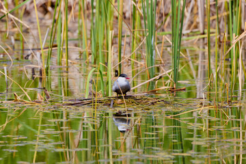 (Sterna hirundo) standing on a nest on a lake during the nesting season.