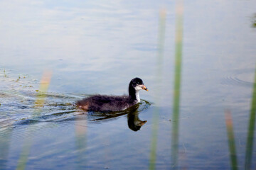 Picture of a common gallinule on lake