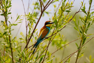 a bee-eater (Merops apiaster) sitting on a tree branch