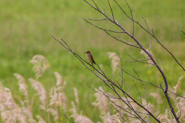 Lanius collurio standing on a tree branch