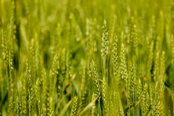 landscape with green wheat ears in an agricultural field