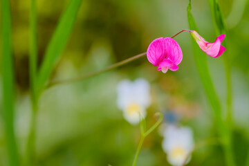 a beautiful wildflower with a blurred background