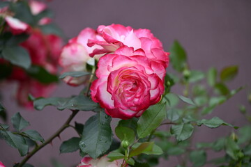 薔薇