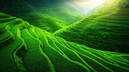 Fototapeta premium Lush Vibrant rice terraces stretching across the landscape, displaying lush greenery in a sustainable setting.