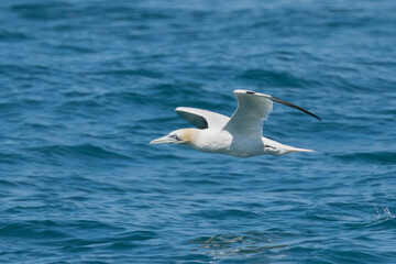 Wings outstretched Northern Gannet glides flies across blue sea off Alderney in the Channel Islands showing black wing tips and creamy yellow head blue eyes