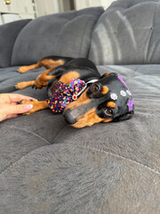 cachorro fofo duchshund deitado no sofá 