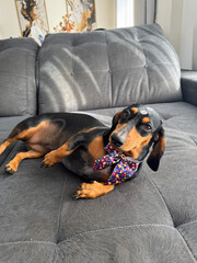 cachorro fofo duchshund deitado no sofá 