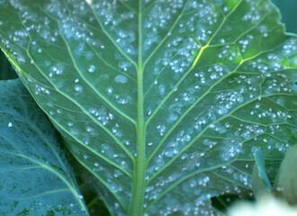  Butterfly whitefly  (Aleyrodes proletella) on the plant