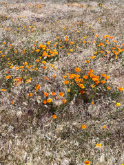an open field of a landscape full of California poppy plants and flowers