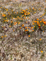 an open field of a landscape full of California poppy plants and flowers