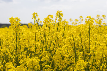 Vivid Blooming Rapeseed Field on a Bright Sunny Day in Spring