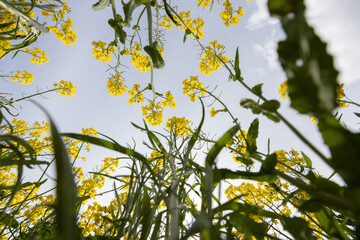 Low Angle View of Vibrant Yellow Flowers Against a Cloudy Sky