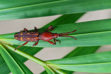 Close-up Brentidae, beautiful red and yellow patterned on leaves in a bright and completely green natural forest.