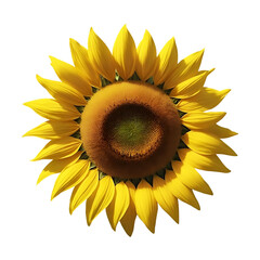 a close-up of sunflower in full bloom on transparent background