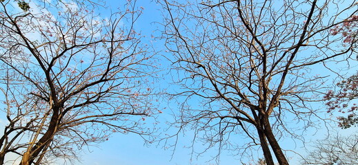 Leafless tree branches against sky background. Pink Trumpet Tree with all its leaves lost leaving only pink trumpet-shaped flowers. View from under tree. Pink Trumpet shrub blooms on tree in morning. 