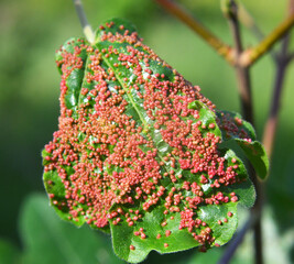 Aceria myriadeum is a species of mites in the family Eriophyidae and genus Aceria on the leaves of...