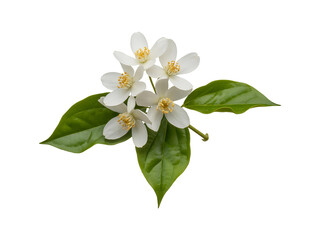 Flowers of jasmine isolated on transparent background.