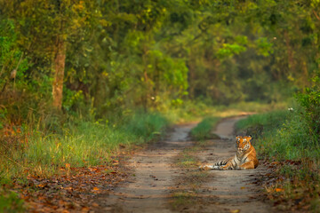 wild female bengal tiger or panthera tigris roadblock showstopper sitting blocking scenic road...