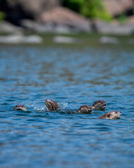Smooth coated otter or Lutrogale perspicillata family sibling or raft with eye contact playful in...