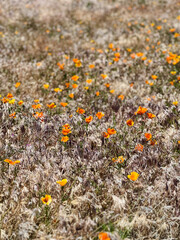 an open field of a landscape full of California poppy plants and flowers