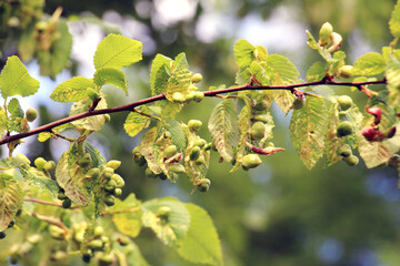 The aphid tetraneura ulmi parasitizes elm leaves