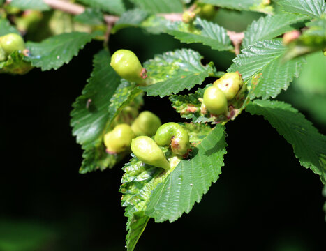 The aphid tetraneura ulmi parasitizes elm leaves