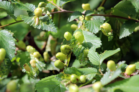 The aphid tetraneura ulmi parasitizes elm leaves