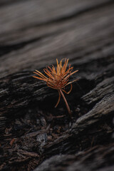 Close-up of a small dry pine needle cluster emerging from rough, dark wood. Symbolic nature texture with earthy tones and shallow depth of field.