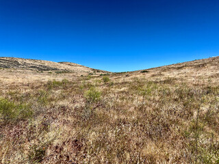 an open field of a landscape full of California poppy plants and flowers