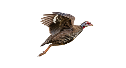 Brownstriped Helmeted Guineafowl in Flight Wings Spread Wide