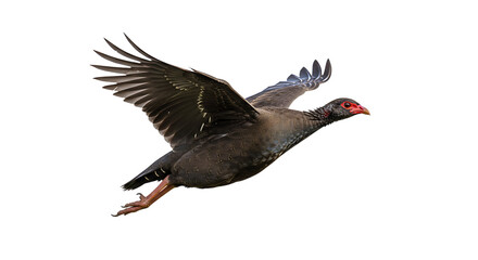 Obraz premium Darkplumaged Bird in Flight Red Facial Markings