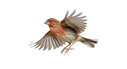 Flying Azores Bullfinch with outstretched wings and detailed plumage