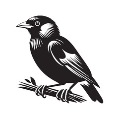Fototapeta premium Mynah silhouette with elegant posture – Mynah illustration – Minimalist Mynah vector – Bird silhouette – Bird vector