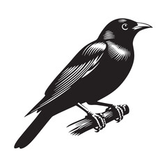 Songbird Mynah silhouette with flair &ndash; Mynah illustration &ndash; Minimalist Mynah vector &ndash; Bird silhouette &ndash; Bird vector

