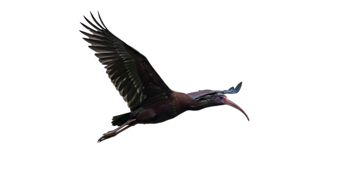 Glossy Ibis soaring with wings spread iridescent plumage and long curved beak
