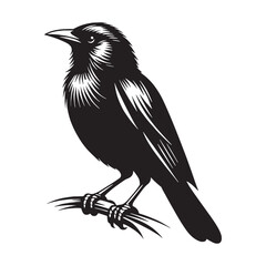 Vibrant Mynah silhouette with sharp details – Mynah illustration – Minimalist Mynah vector – Bird silhouette – Bird vector

