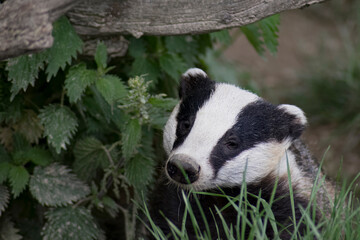 The Common Badger (Meles meles meles), a subspecies of the European badger, also known as the Eurasian badger.
