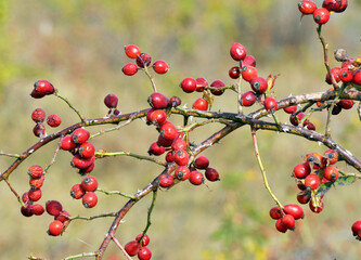 Berries ripen on the branch of a dog rose bush