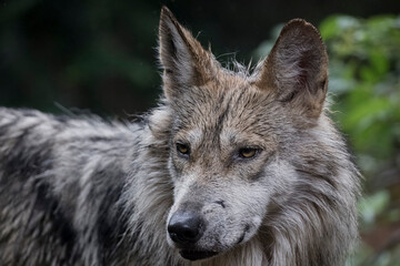 The Mexican wolf (Canis lupus baileyi), also known as the lobo mexicano (or, simply, lobo)[a] is a...