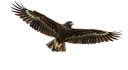 Obraz premium Majestic Eagle in Flight Showcasing Detailed Wing Feathers and Sharp Talons