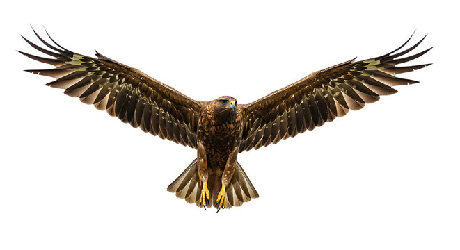 Majestic brown eagle with outstretched wings yellow beak and talons