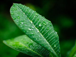 Fresh nature Close up Green leaf with water dew drop after rain.