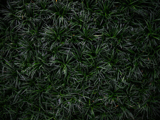 Mondo Grass Fountainplant, Ophiopogon japonicas for garden.