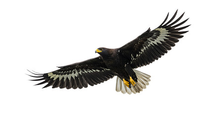 Majestic Eagle Soaring with Wings Spread Showcasing Feather Details and Yellow Beak